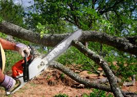 Best Hazardous Tree Removal  in Stephens City, VA